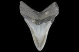 3.51" Fossil Megalodon Tooth - South Carolina - #130733-2